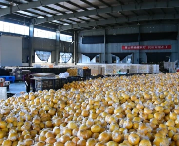順豐快遞給手動液壓搬運(yùn)車消毒，保障生鮮瓜果食品安全